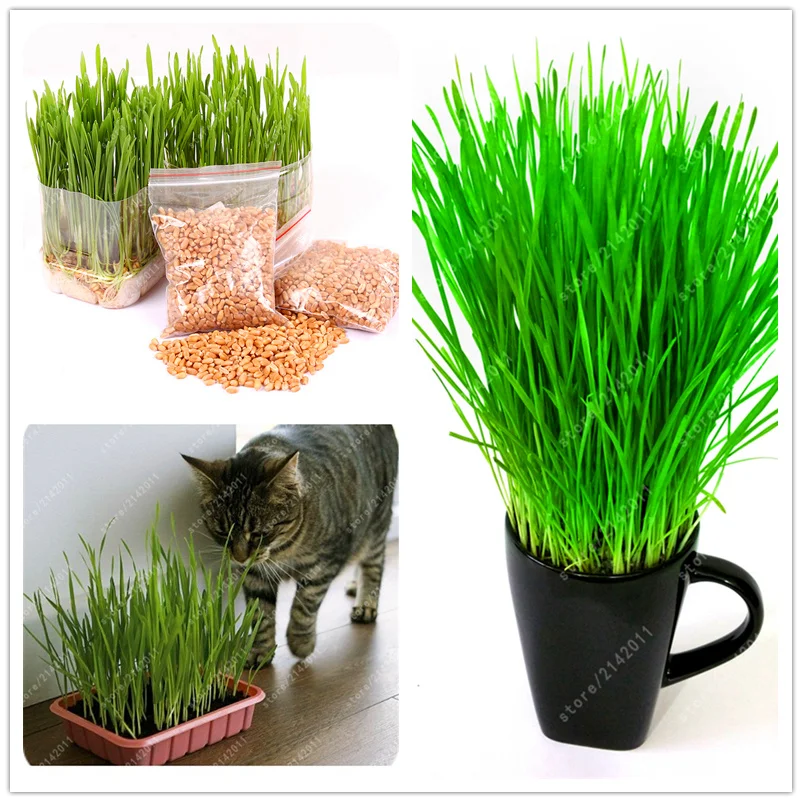 

50 pcs Cat Grass Triticum Aestivum Small Catnip plants Kitten Wheat Grass Bonsai Cat Spit Hair Balls Health Care Cat