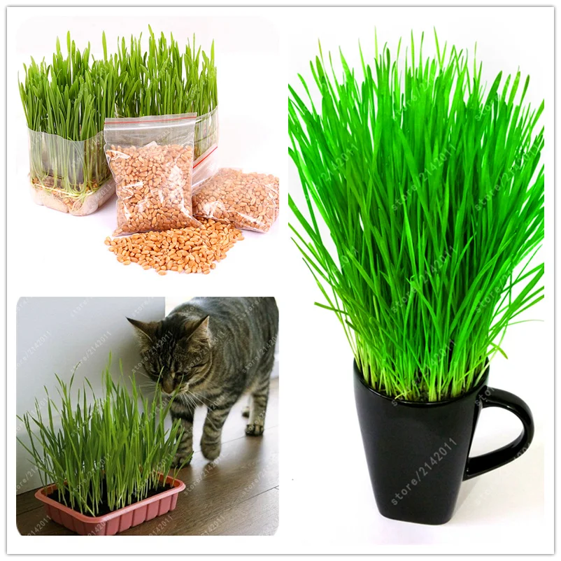 50 pcs Cat Grass Triticum Aestivum Small Catnip plants Kitten Wheat Grass Bonsai Cat Spit Hair Balls Health Care Cat
50 pcs Cat Grass Triticum Aestivum Small Catnip plants Kitten Wheat Grass Bonsai Cat Spit Hair Balls Health Care Cat