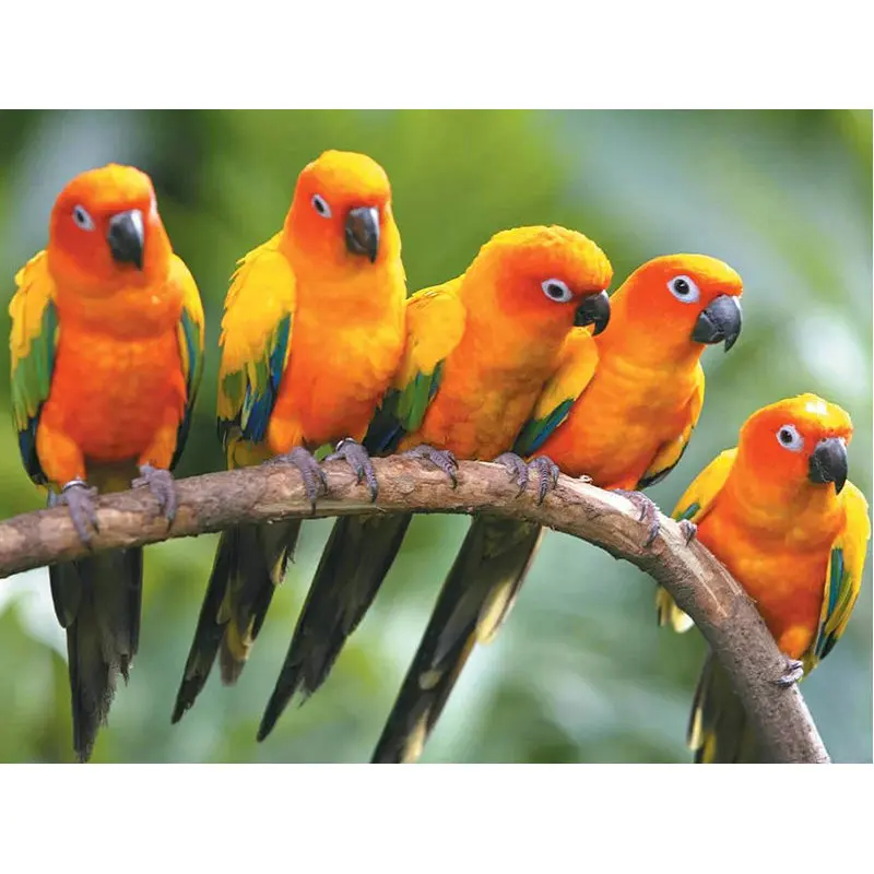DIY 3D full diamond painting cross Stitch yellow parrot diamond Embroidery animals rhinestone Needlework Diamond mosaic Decor
DIY 3D full diamond painting cross Stitch yellow parrot diamond Embroidery animals rhinestone Needlework Diamond mosaic Decor
