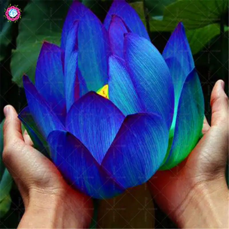 BONSAI 5pcs/bag blue bowl lotus water lily aquatic plants for home Garden Supplies
BONSAI 5pcs/bag blue bowl lotus water lily aquatic plants for home Garden Supplies