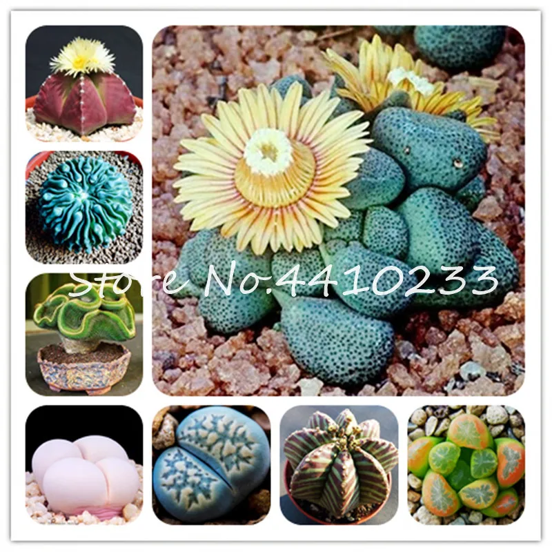 100 Pcs Succulents Mini Bonsai Rainbow Lithops Cactus Bonsai Beautiful Flower Pseudotruncatella Perennial Bonsai For Home Garden
100 Pcs Succulents Mini Bonsai Rainbow Lithops Cactus Bonsai Beautiful Flower Pseudotruncatella Perennial Bonsai For Home Garden