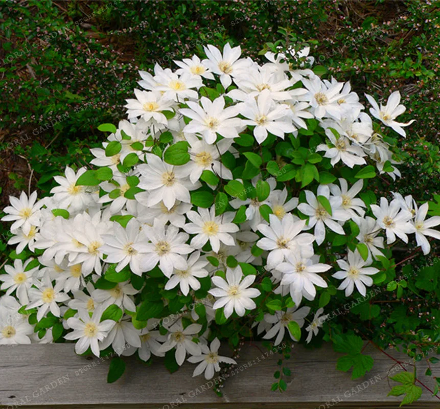 Hot Selling100pcs Rare Mix Beautiful Clematis Bonsai Flower Diy Perennial Flowers Climbing Clematis Plants For Home Garden
Hot Selling100pcs Rare Mix Beautiful Clematis Bonsai Flower Diy Perennial Flowers Climbing Clematis Plants For Home Garden