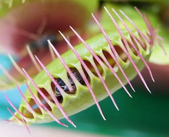 100 bonsai carnivorous Catchfly Plant bonsai Spring Venus flytrap catch insects funny balcony garden plants
100 bonsai carnivorous Catchfly Plant bonsai Spring Venus flytrap catch insects funny balcony garden plants