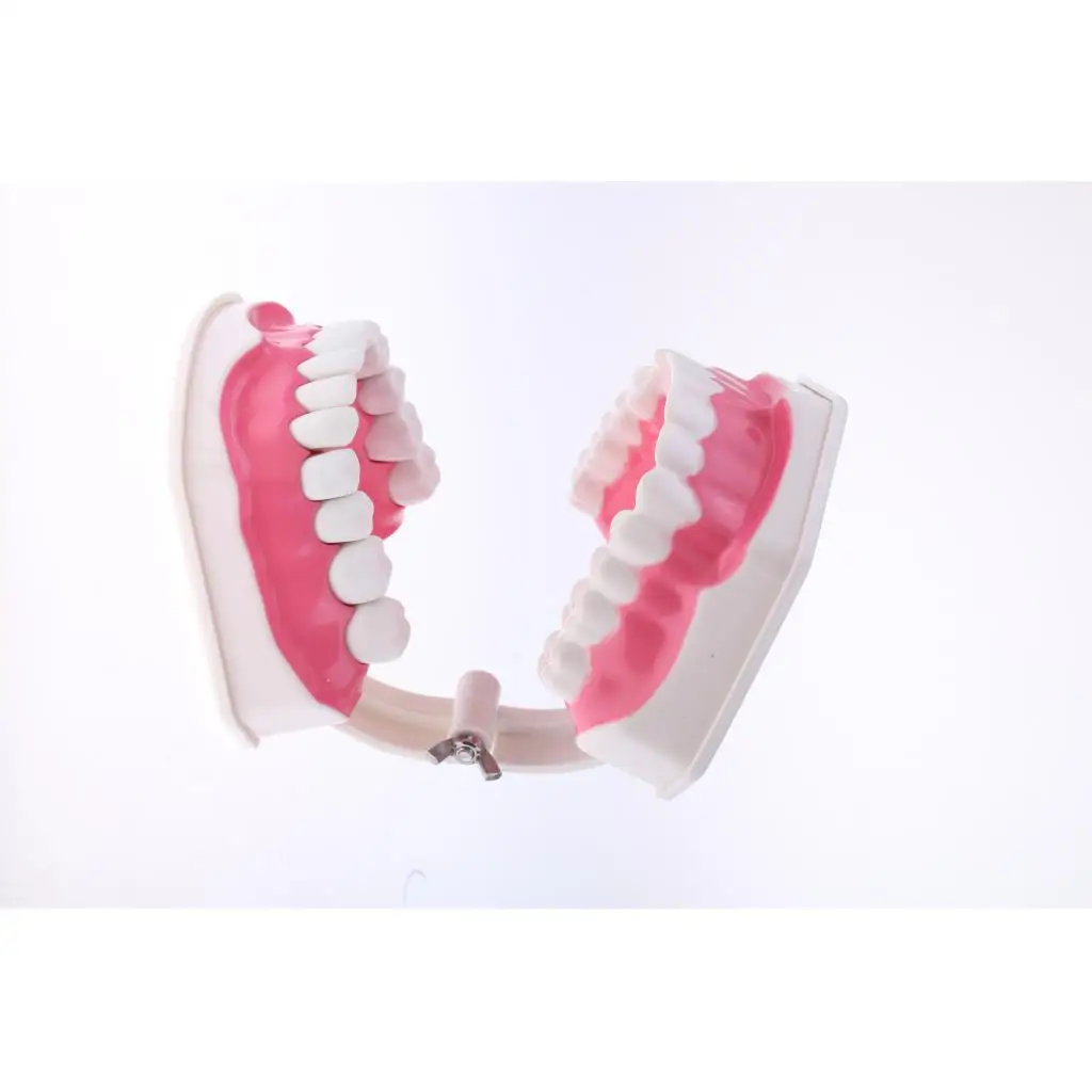 2X Large PVC Human Teeth Model with Removable Lower Teeth School Teeth Teaching Tools Student Children Educational Toy