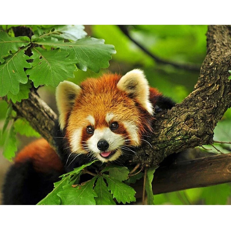 Handicraft Diamond Embroidery Red Panda Forest DIY 5D Diamond Painting mosaic 3d Cross Stitch Needleworks Wall Decor JS3036
Handicraft Diamond Embroidery Red Panda Forest DIY 5D Diamond Painting mosaic 3d Cross Stitch Needleworks Wall Decor JS3036