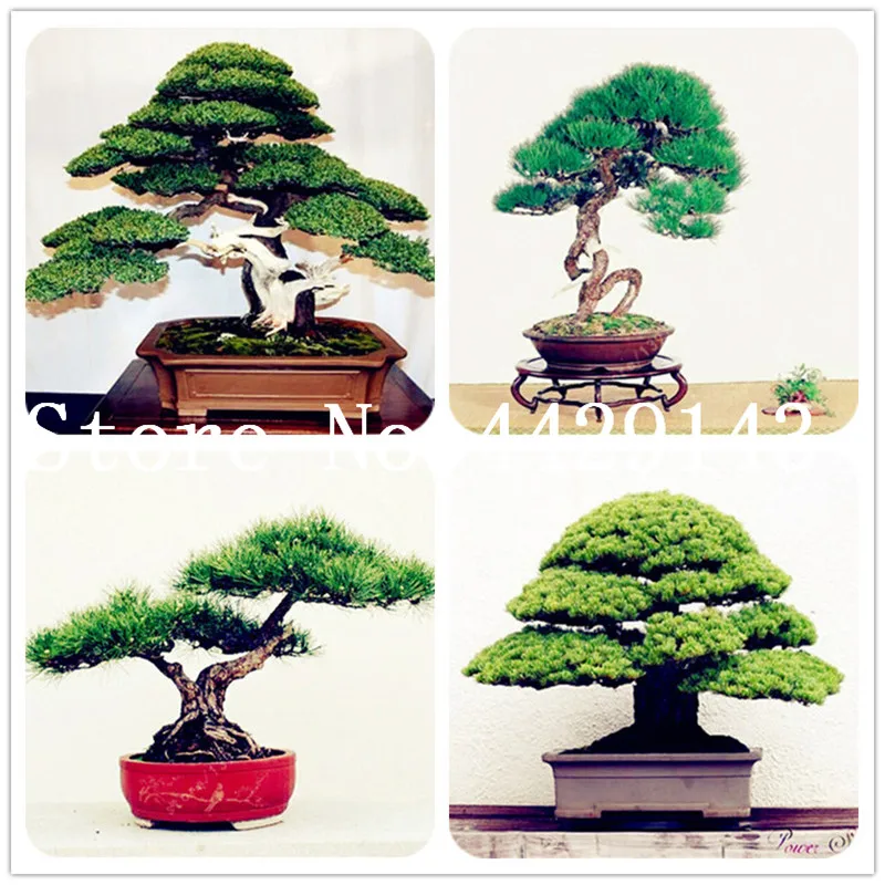 50 pcs japanese black pine natural indoor bonsai tree wooden perennial plants for home garden decor best packaging
50 pcs japanese black pine natural indoor bonsai tree wooden perennial plants for home garden decor best packaging
