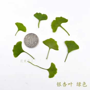 Flower Invitation Ginkgo biloba 50pcs Flowerin DIY flower Cambodia manual material resin plant specimens of dried flowers
Flower Invitation Ginkgo biloba 50pcs Flowerin DIY flower Cambodia manual material resin plant specimens of dried flowers