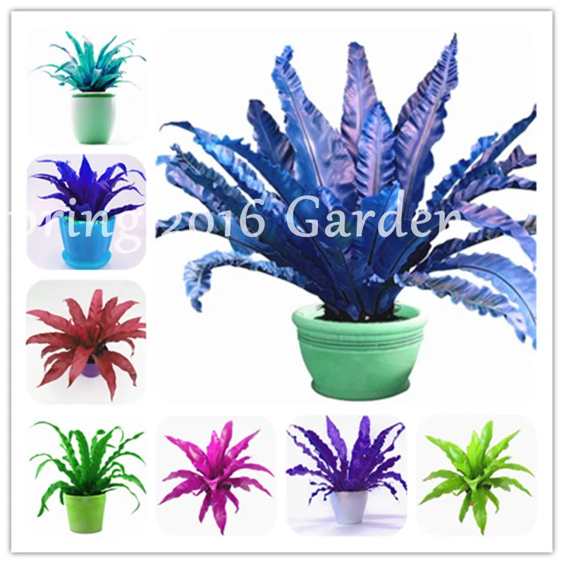 100 Pcs Mixed Goose Rattan Bonsai, Palm Vine Natural EverGreen Bonsai Wisteria Flower Easy Grow For Courtyard Home Garden
100 Pcs Mixed Goose Rattan Bonsai, Palm Vine Natural EverGreen Bonsai Wisteria Flower Easy Grow For Courtyard Home Garden