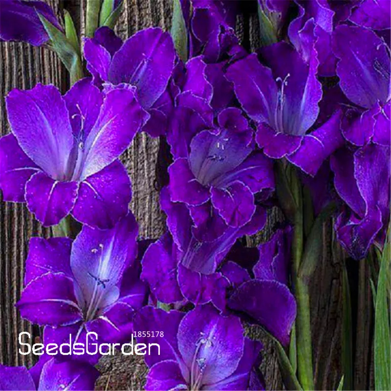New 2018!Violet Gladiolus bonsai Garden plant Potted Flowers Orchids Purple Gladioli Gladiolus 100 PCS/lot,#R51PIN
New 2018!Violet Gladiolus bonsai Garden plant Potted Flowers Orchids Purple Gladioli Gladiolus 100 PCS/lot,#R51PIN