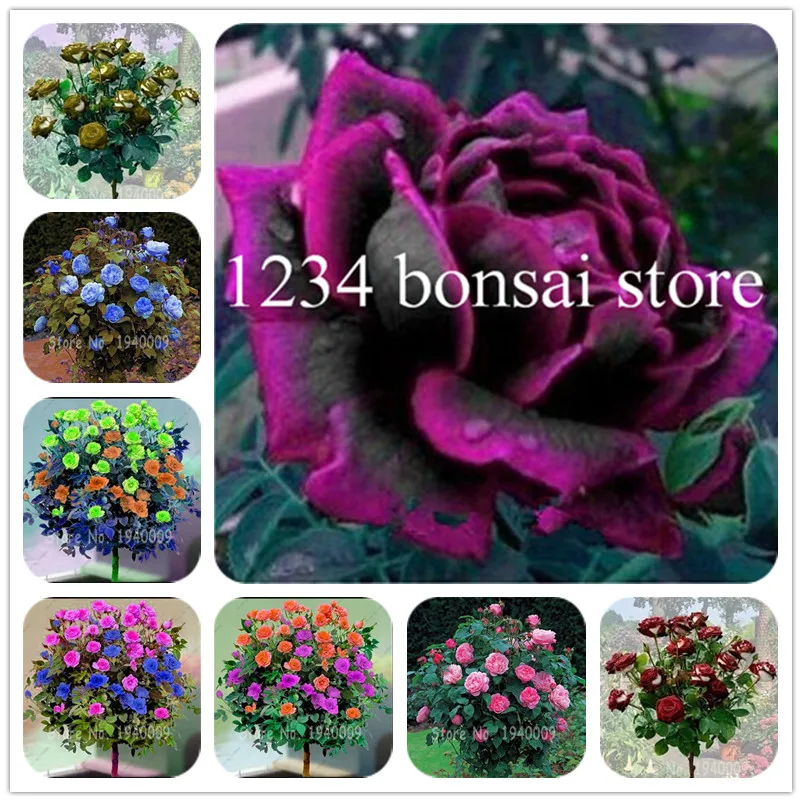 100 pcs Rose tree rose seedsflowers bonsai flower tree Bonsai Chinese roses 18 colors give lover plant for home garden decor
100 pcs Rose tree rose seedsflowers bonsai flower tree Bonsai Chinese roses 18 colors give lover plant for home garden decor