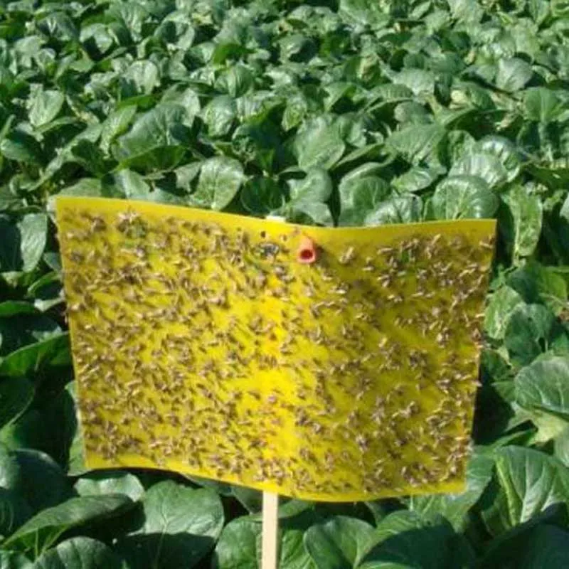 Garden Pest Control trap kill Strong Flies Traps Bed Bugs Sticky Board Catching Aphid Insects Killer Whitefly Fruitfly Leafminer
Garden Pest Control trap kill Strong Flies Traps Bed Bugs Sticky Board Catching Aphid Insects Killer Whitefly Fruitfly Leafminer