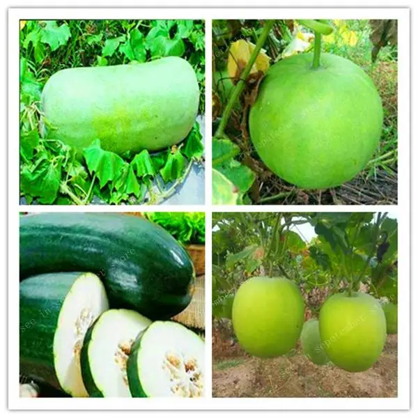 50pcs hot sales Chinese Green Vegetable Winter Melon plants High-nutrition Wax Gourd Plants For Home Garden Plants Free shipping
50pcs hot sales Chinese Green Vegetable Winter Melon plants High-nutrition Wax Gourd Plants For Home Garden Plants Free shipping
