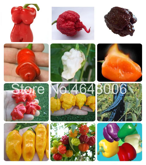 1000 Pcs/Bag Extremely Hot Chilli Pepper Bonsai Vegetable Organic Sweet Paprika Chili Bonsais Diy Plant Home Garden Easy Grow
1000 Pcs/Bag Extremely Hot Chilli Pepper Bonsai Vegetable Organic Sweet Paprika Chili Bonsais Diy Plant Home Garden Easy Grow