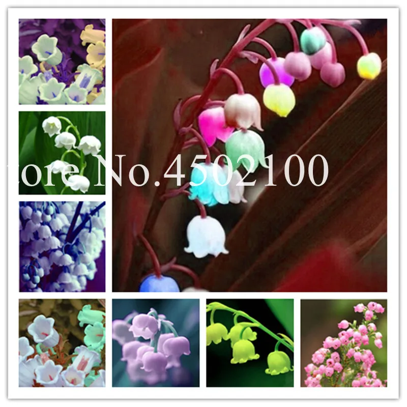 100 Pcs/Bag Lily Of The Valley Flower Bonsai, Bell Orchid Bonsai plants, Rich Aroma, Multi-Colored Orchids For Home Garden
100 Pcs/Bag Lily Of The Valley Flower Bonsai, Bell Orchid Bonsai plants, Rich Aroma, Multi-Colored Orchids For Home Garden