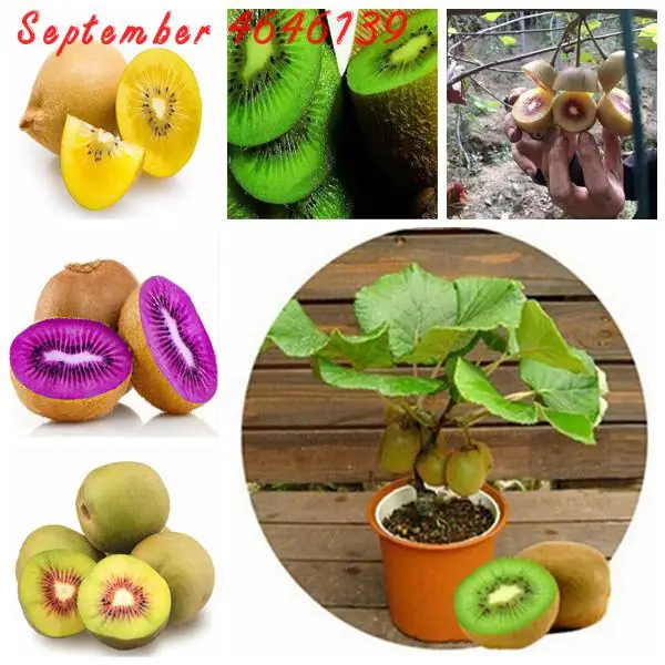 Lowest Price!100 pcs Kiwi Miniature Dwarf tree Flesh Fruit Succulent plants easy to grow plant for home garden purify the air
Lowest Price!100 pcs Kiwi Miniature Dwarf tree Flesh Fruit Succulent plants easy to grow plant for home garden purify the air
