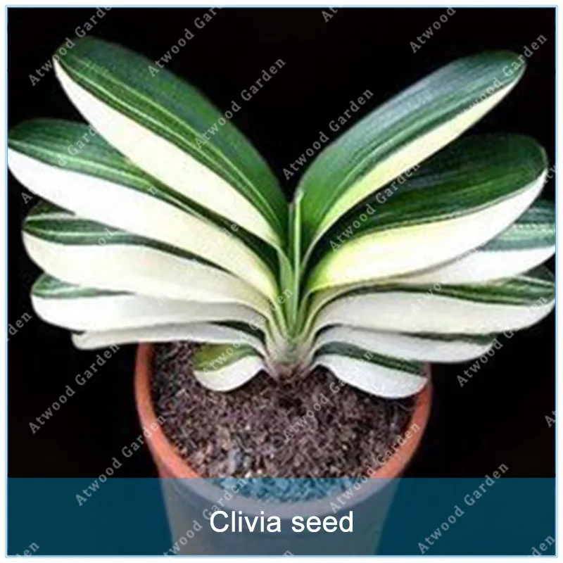10 Pcs Rare Flower Pots Plant Chinese Clivia Bonsai For Home Garden Lycoris Perennial Garden
10 Pcs Rare Flower Pots Plant Chinese Clivia Bonsai For Home Garden Lycoris Perennial Garden
