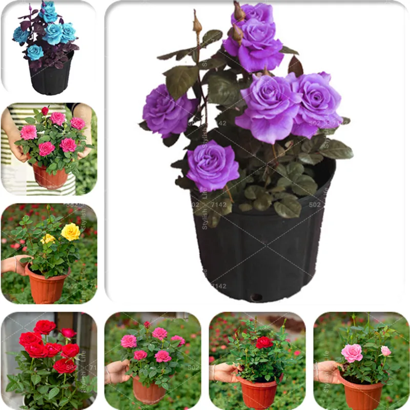 100 pcs Rare Holland Rainbow Rose Flower bonsai Home Garden Rare Flower potted planta rainbow Rose flores,rose flower seedlings
100 pcs Rare Holland Rainbow Rose Flower bonsai Home Garden Rare Flower potted planta rainbow Rose flores,rose flower seedlings