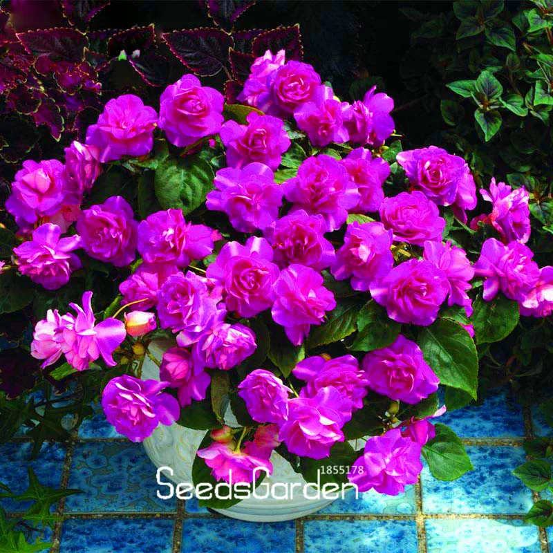 Promotion! 30PCS/Lot Elegant Purple Univalve Geranium Bonsai Perennial Flower Plants Pelargonium Peltatum for Indoor Rooms,#2TO
Promotion! 30PCS/Lot Elegant Purple Univalve Geranium Bonsai Perennial Flower Plants Pelargonium Peltatum for Indoor Rooms,#2TO