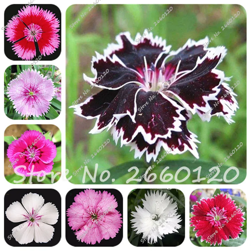 100 pcs/ bag Dianthus Mixed-Color Sweet William Flower Indoor & Outdoor Plant Easy to Grow DIY Home & Garden Ornamental-Plant
100 pcs/ bag Dianthus Mixed-Color Sweet William Flower Indoor & Outdoor Plant Easy to Grow DIY Home & Garden Ornamental-Plant