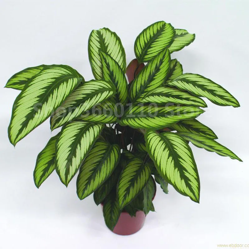 100 PCS Rare Bitki Calathea Bonsai Air Freshening Plants Beautiful Flowers Bonsai Office Desk Bonsai For Flower Garden Ornaments
100 PCS Rare Bitki Calathea Bonsai Air Freshening Plants Beautiful Flowers Bonsai Office Desk Bonsai For Flower Garden Ornaments