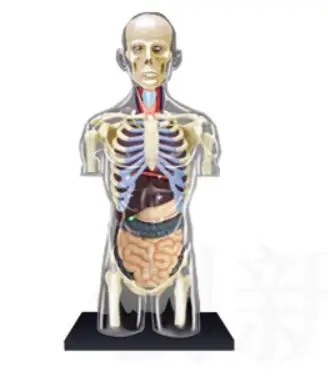 1:6 Transparent Human Torso Human Anatomy Model 4D Bust Male Body Head Musculoskeletal Anatomy Science Model
1:6 Transparent Human Torso Human Anatomy Model 4D Bust Male Body Head Musculoskeletal Anatomy Science Model
