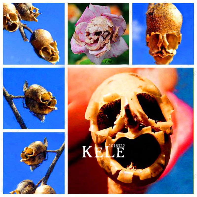 Loss Promotion! 100 Pcs/Bag The Death Rose Bonsai rare and mysterious plant species of snapdragon flower Plants
Loss Promotion! 100 Pcs/Bag The Death Rose Bonsai rare and mysterious plant species of snapdragon flower Plants