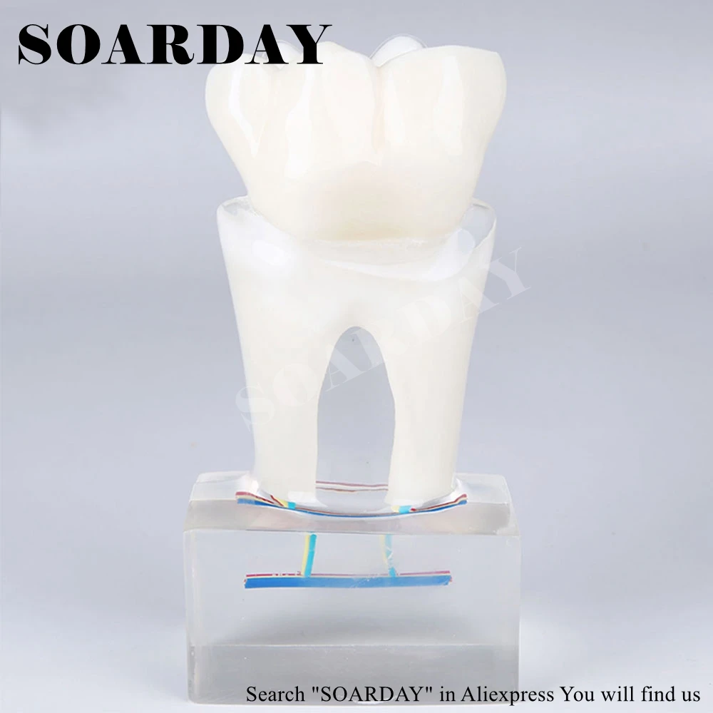 Six times the tooth nerve anatomy teaching model (2)
