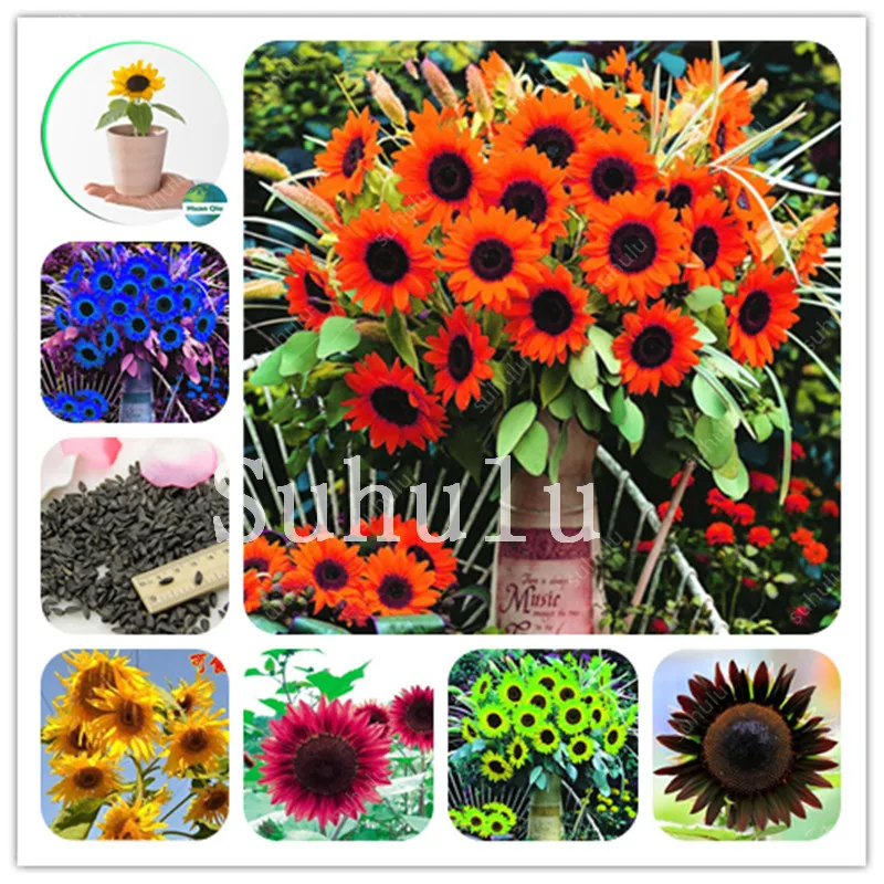 50Pcs Colorful Sunflower Bonsai Flower Mini Dwarf Sunflower Flower Indoor Flower Plant For Home Garden Ornamental Plants
50Pcs Colorful Sunflower Bonsai Flower Mini Dwarf Sunflower Flower Indoor Flower Plant For Home Garden Ornamental Plants