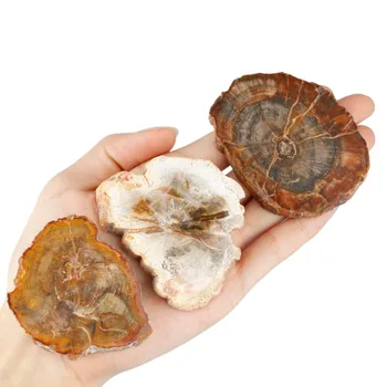 TUMBEELLUWA 1Lot (5Pc) Natural Irregular Petrified Wood Stone Slice for Healing Crystal,Jewelry Making
TUMBEELLUWA 1Lot (5Pc) Natural Irregular Petrified Wood Stone Slice for Healing Crystal,Jewelry Making