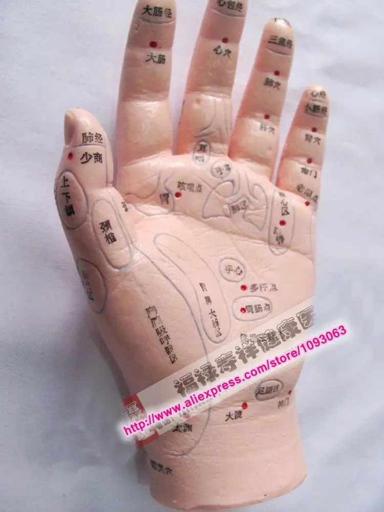 1 PC Hand Acupuncture Model Hand Model Chinese Shoumo Massage Educational Tool
1 PC Hand Acupuncture Model Hand Model Chinese Shoumo Massage Educational Tool