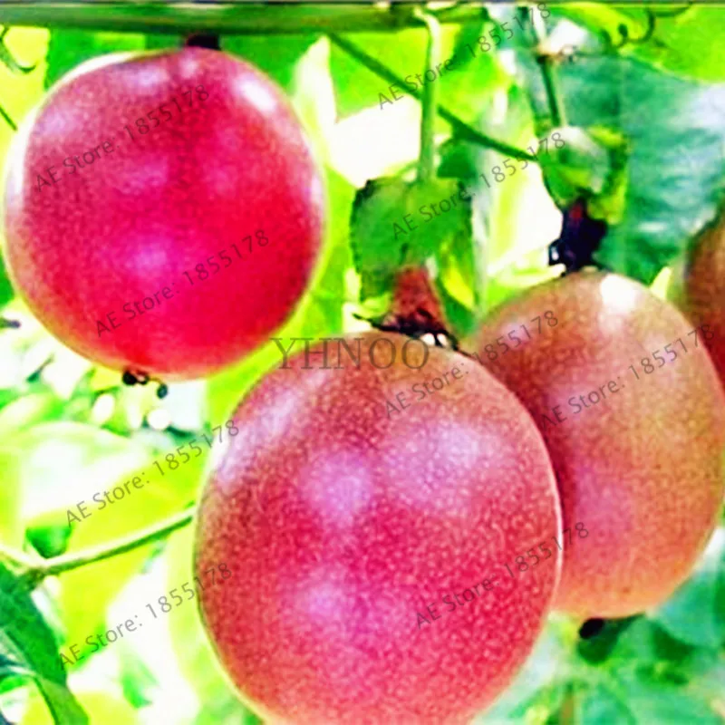 20pcs/bag Passion Fruit (Passiflora Caerulea) Bonsai,fresh fragrant bloom huge flower, robust climber fruit
20pcs/bag Passion Fruit (Passiflora Caerulea) Bonsai,fresh fragrant bloom huge flower, robust climber fruit