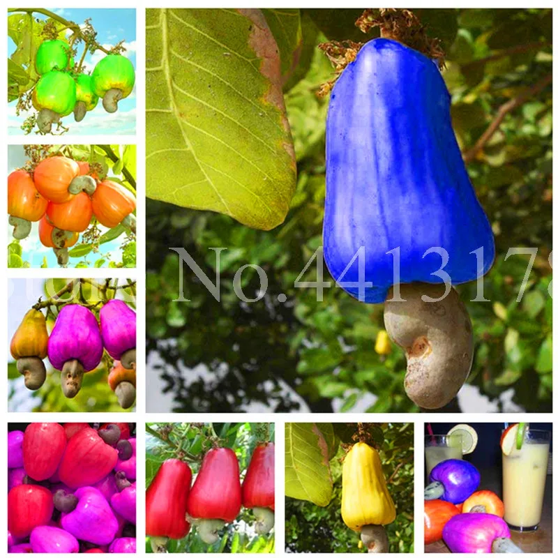 5 pcs/ bag Bonsai Cashew Anacardium Occidentale Plant Tree Rare China Apple Bonsai Plant Miracle Juicy Fruit Fruta Easy to Grow
5 pcs/ bag Bonsai Cashew Anacardium Occidentale Plant Tree Rare China Apple Bonsai Plant Miracle Juicy Fruit Fruta Easy to Grow