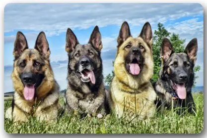 Memory Home Cute Pet German Shepherd Dog Pictures Floor Mat Doormat Non Slip Machine Washable Bathroom Kitchen Mat Carpe
Memory Home Cute Pet German Shepherd Dog Pictures Floor Mat Doormat Non Slip Machine Washable Bathroom Kitchen Mat Carpe