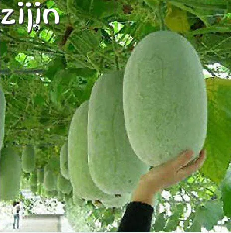 50pcs hot sale rare wax gourd organic vegetable plants the budding Rate 90% of perennial garden for garden 
50pcs hot sale rare wax gourd organic vegetable plants the budding Rate 90% of perennial garden for garden