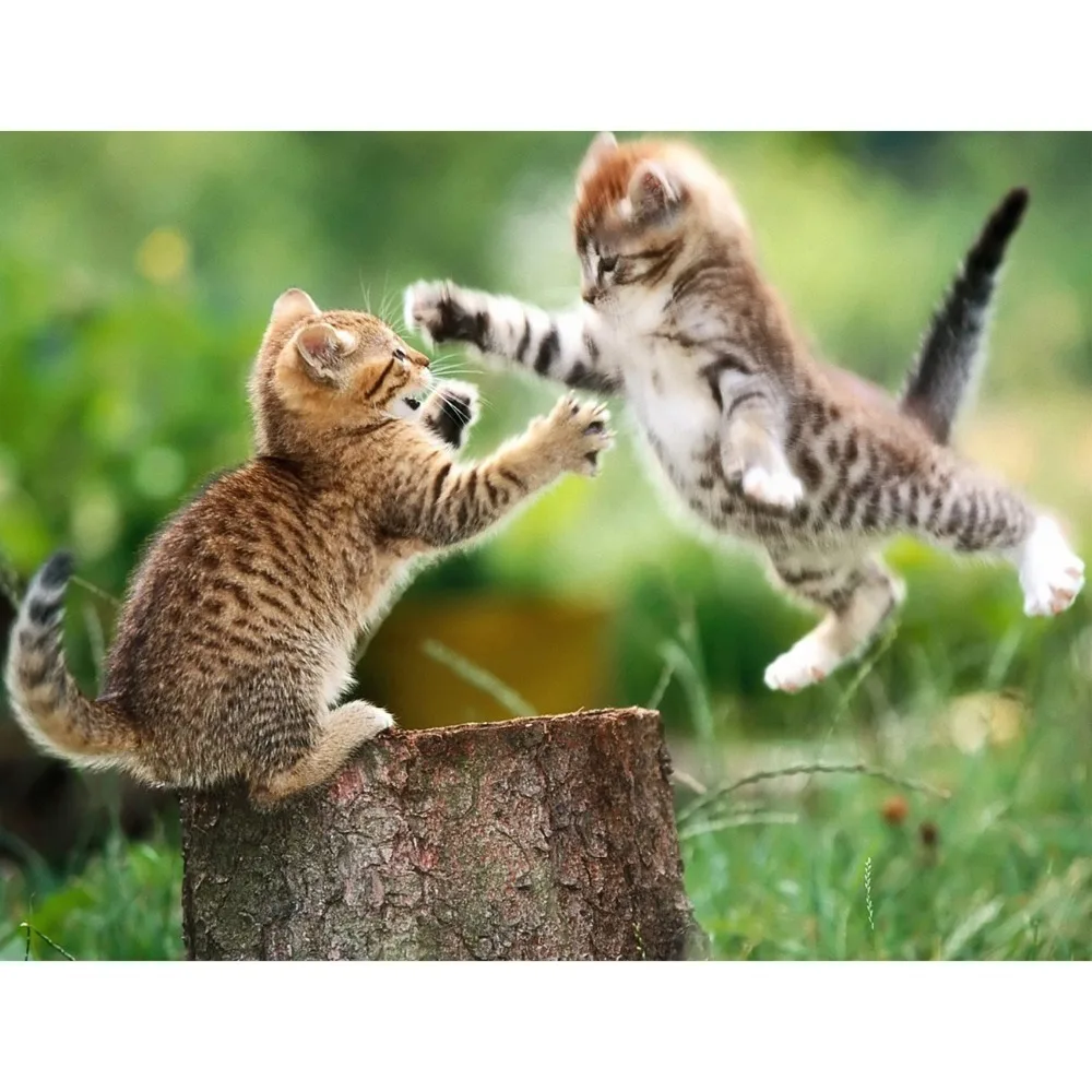 needlework diy diamond painting pasted painting animals square drill fashion wall stickers home decor embroidery crafts two cats
needlework diy diamond painting pasted painting animals square drill fashion wall stickers home decor embroidery crafts two cats
