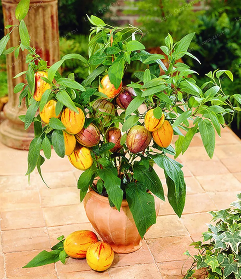 100 Pcs Mini Sweet Melon Bonsai Melon Tree Non GMO-Organic Fruit And Vegetable Bonsai For DIY Home Garden
100 Pcs Mini Sweet Melon Bonsai Melon Tree Non GMO-Organic Fruit And Vegetable Bonsai For DIY Home Garden