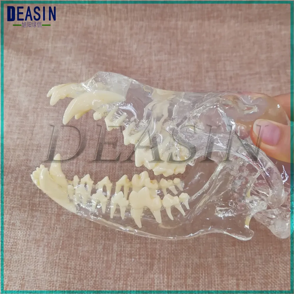 Dog Dentition Model The dog teeth skull jaw bone transparent solution planing teaching Veterinary Animal model specimens Three-D
Dog Dentition Model The dog teeth skull jaw bone transparent solution planing teaching Veterinary Animal model specimens Three-D