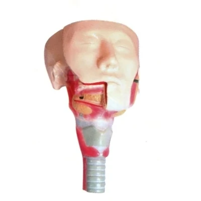 Anatomical model of salivary gland and pharyngeal muscle Human anatomical model Teaching demo equipment 16.5*14*24.5cm
Anatomical model of salivary gland and pharyngeal muscle Human anatomical model Teaching demo equipment 16.5*14*24.5cm