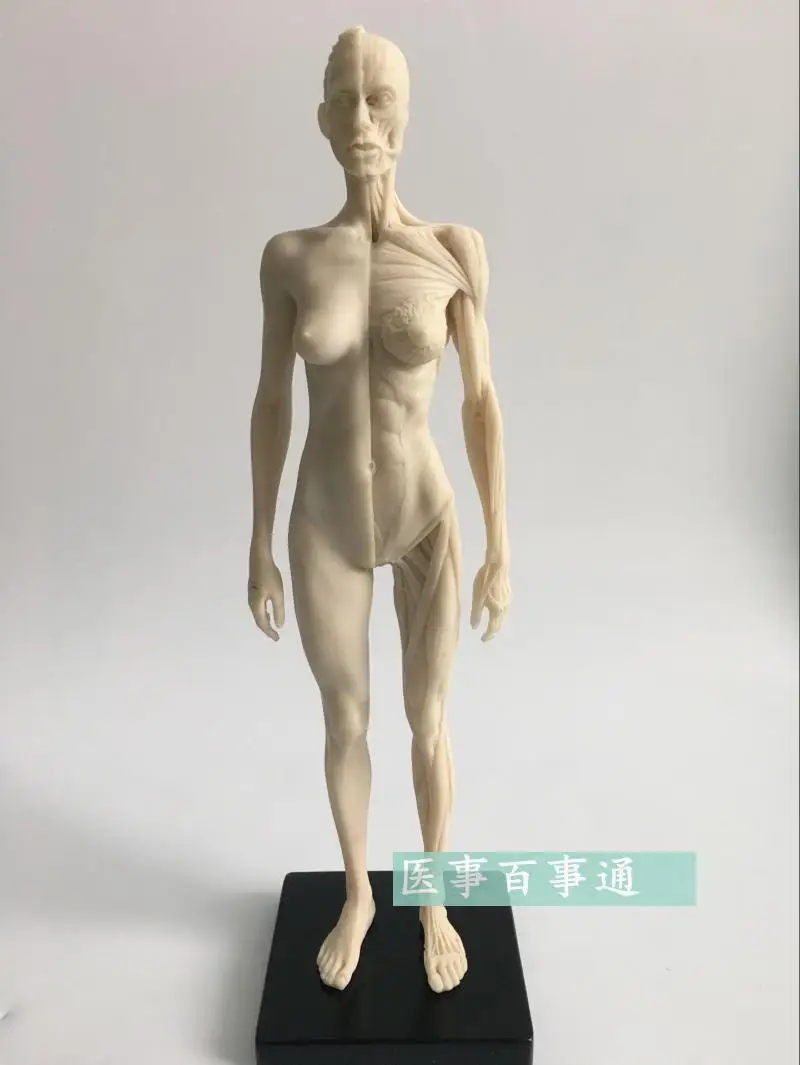 30cm medical Sculpture, painting Reference skull structure Human musculoskeletal anatomy model free shipping
30cm medical Sculpture, painting Reference skull structure Human musculoskeletal anatomy model free shipping