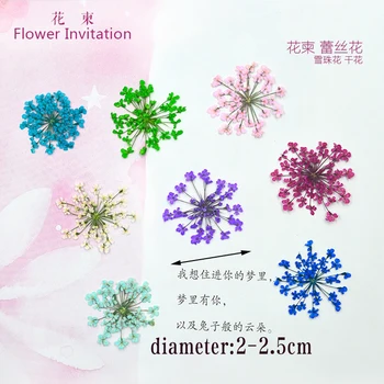 Flower Invitation Lace Dried Flowers_ Natural Pressed Flowers For Ring and Bangle Mold Art DIY leisi
Flower Invitation Lace Dried Flowers_ Natural Pressed Flowers For Ring and Bangle Mold Art DIY leisi