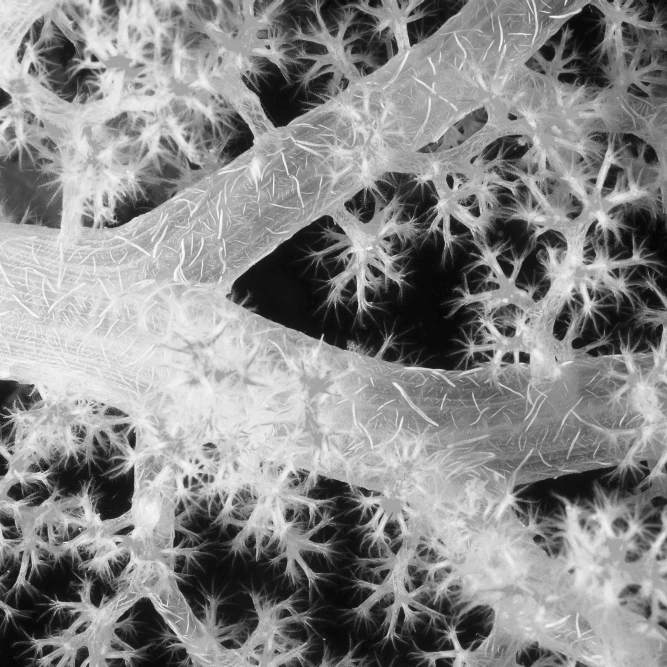 Close-Up Of Alcyonarian Coral With Bundles Of Sclerites (Black And White Photograph). Poster Print (20 x 13)