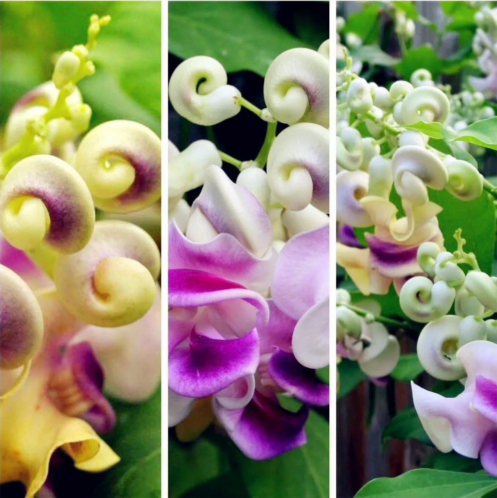 Wisteria Wisteria Vine Saplings Bonsai Upscale Vegetable Garden Plants Flower Bonsais 50pcs
Wisteria Wisteria Vine Saplings Bonsai Upscale Vegetable Garden Plants Flower Bonsais 50pcs