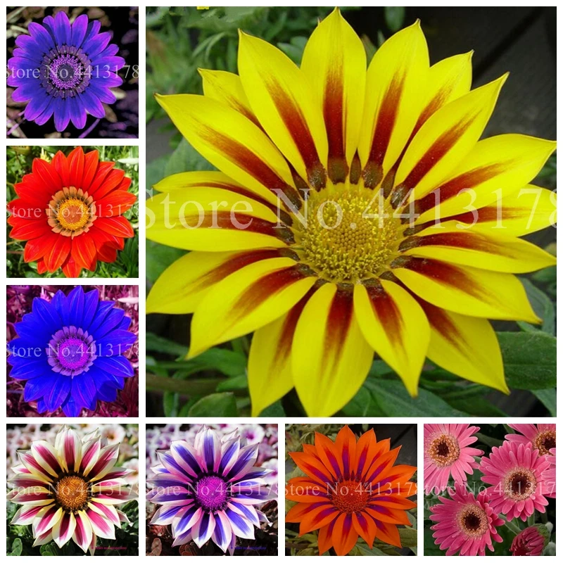 Bonsai Flower 100 Pcs/ Bag Gazania Flower Garden Balcony Potted Plant Outdoor Gazania Africa Chrysanthemum DIY Home Garden Pot
Bonsai Flower 100 Pcs/ Bag Gazania Flower Garden Balcony Potted Plant Outdoor Gazania Africa Chrysanthemum DIY Home Garden Pot