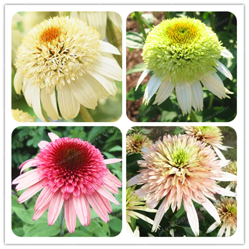 Echinacea 'Milkshake' Chrysanthemum Bonsai Rare Flower Bonsai For Home Garden 100% True Variety 100 pcs/Bag
Echinacea 'Milkshake' Chrysanthemum Bonsai Rare Flower Bonsai For Home Garden 100% True Variety 100 pcs/Bag