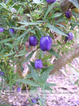 Australia Heirloom Purple Apple-berry Seeds, Professional Pack, 10 Seeds / Pack, Billardiera Longiflora Climbing Plant Edible