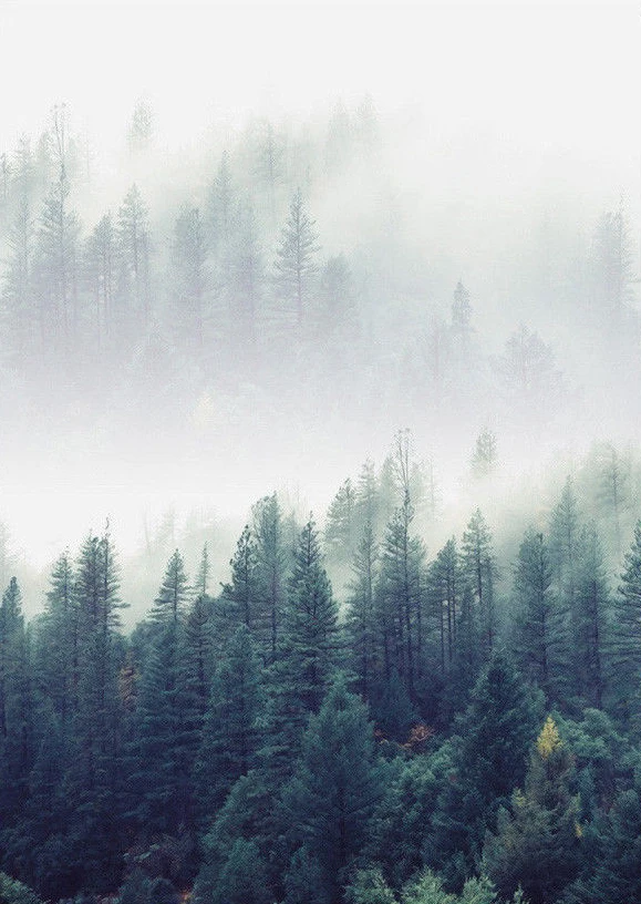 B-181 Forest Landscape Wall Modern Nordic Poster Art L-W Canvas Print Decoration 12x18 24x36 27x40 inch
B-181 Forest Landscape Wall Modern Nordic Poster Art L-W Canvas Print Decoration 12x18 24x36 27x40 inch