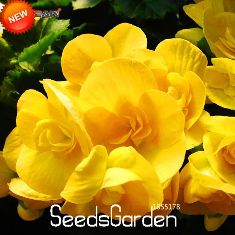 Hot Sale!100 PCS/pack Yellow Begonia Plants 100% True Malus Spectabilis Garden Potted Begonia Bonsai Plant Plantas,#3PGLYG
Hot Sale!100 PCS/pack Yellow Begonia Plants 100% True Malus Spectabilis Garden Potted Begonia Bonsai Plant Plantas,#3PGLYG
