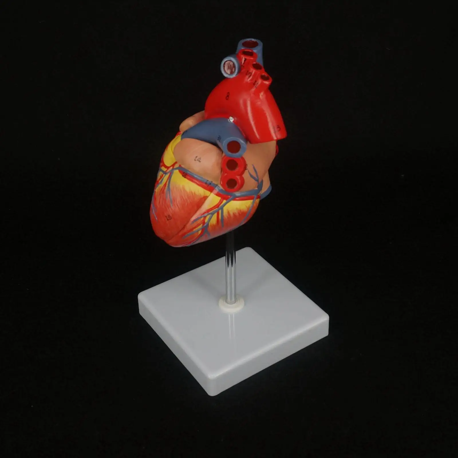 2 Part Life Size Human Heart Anatomy Model Mounted on White Base Cardiac Medical Learning
2 Part Life Size Human Heart Anatomy Model Mounted on White Base Cardiac Medical Learning