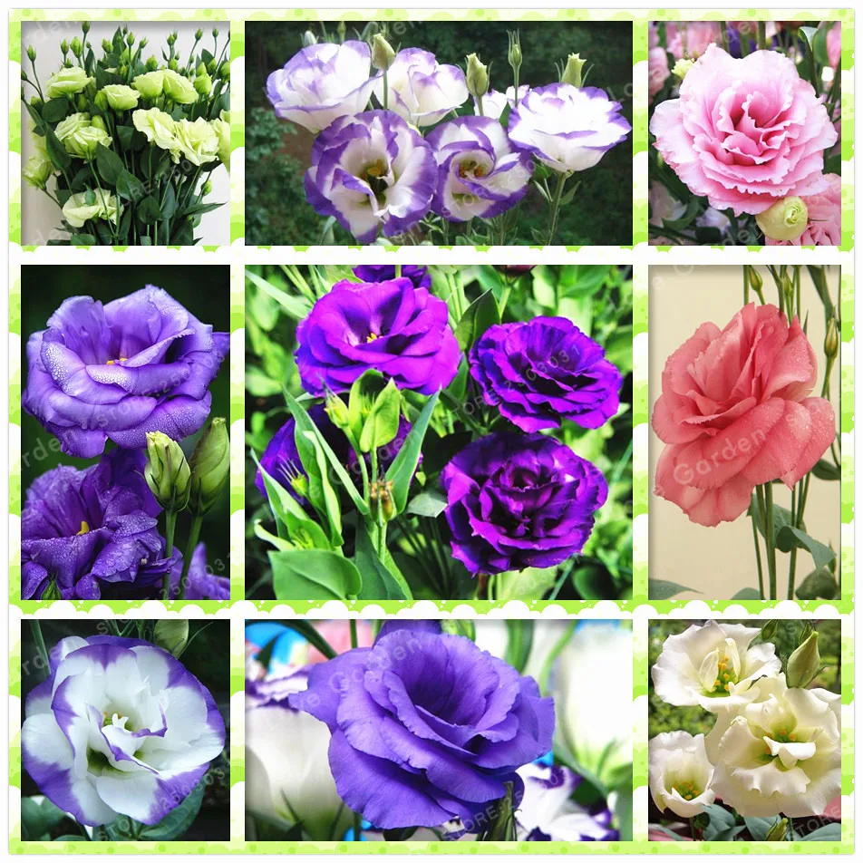 100 Pcs Eustoma Grandiflorum Bonsai Rare Flowers Bonsai Lisianthus Bonsai Home Garden Bonsai Plants Easy To Grow
100 Pcs Eustoma Grandiflorum Bonsai Rare Flowers Bonsai Lisianthus Bonsai Home Garden Bonsai Plants Easy To Grow