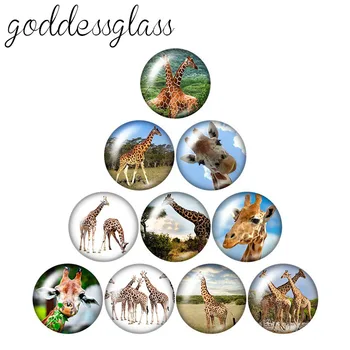 Beauty Lovely Animals Panda giraffe 10pcs mixed 12mm/18mm/20mm/25mm Round photo glass cabochon demo flat back Making findings
Beauty Lovely Animals Panda giraffe 10pcs mixed 12mm/18mm/20mm/25mm Round photo glass cabochon demo flat back Making findings